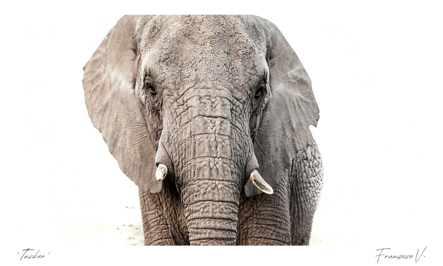 Tusker Postcard
