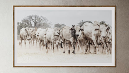 Natural Wood Kiaat framed artwork of a portrait of a herd of cattle by Francoise V Fine Art Gallery in Cape Town, South Africa