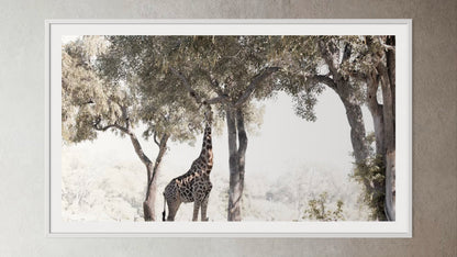 White box-framed artwork print of a portrait of a giraffe eating from a tree by Francoise V Fine Art Gallery in Cape Town, South Africa