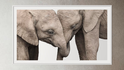 White box-framed artwork print of a portrait of two elephants by Francoise V Fine Art Gallery in Cape Town, South Africa