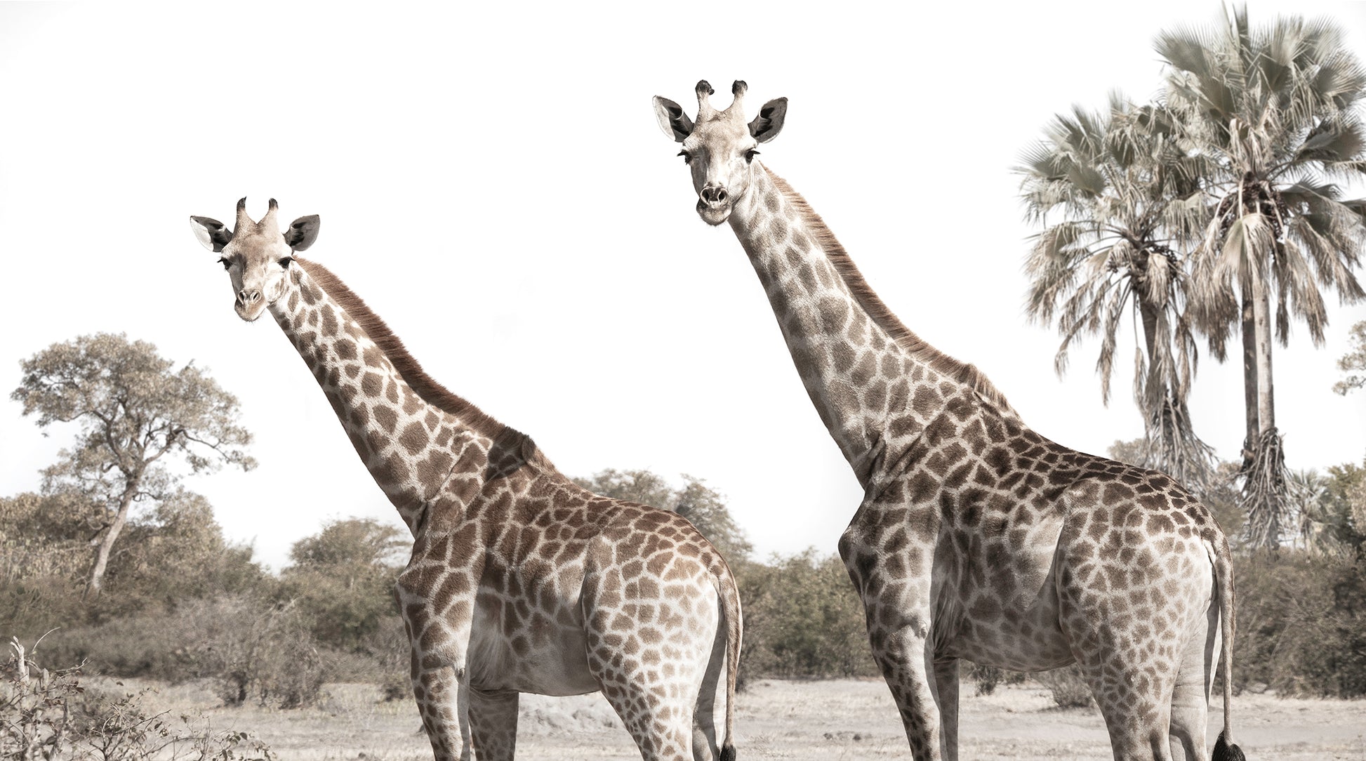 Artwork print of a portrait of 2 giraffes by Francoise V Fine Art Gallery in Cape Town, South Africa