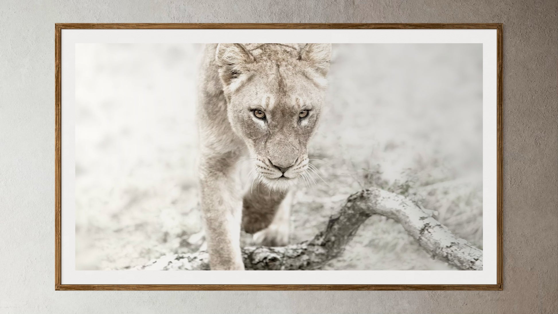 Natural Wood Kiaat framed artwork of a portrait of a lioness by Francoise V Fine Art Gallery in Cape Town, South Africa