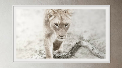 White box-framed artwork print of a portrait of a lioness by Francoise V Fine Art Gallery in Cape Town, South Africa