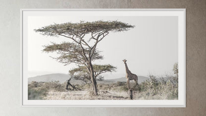 White box-framed artwork print of a portrait of a giraffe under a tall acacia tree by Francoise V Fine Art Gallery in Cape Town, South Africa