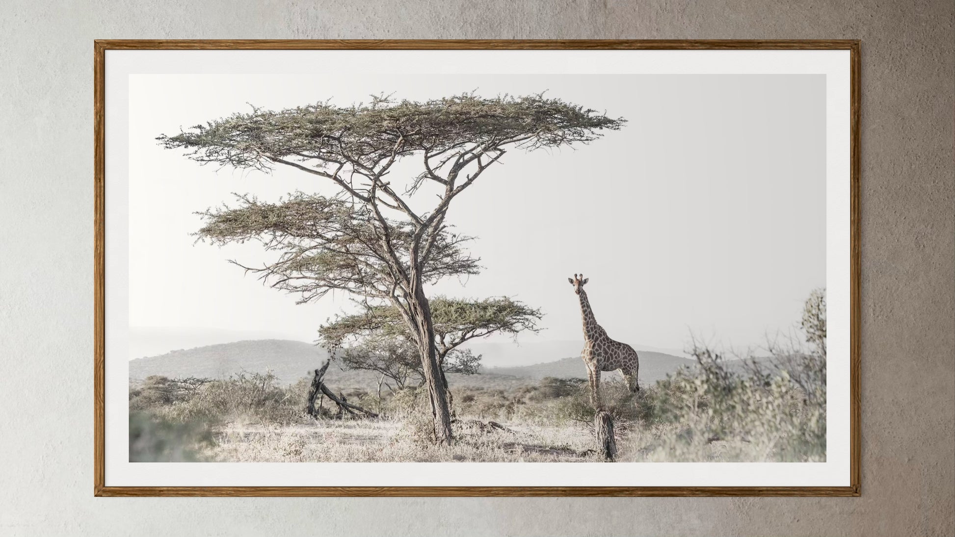 Natural Wood Kiaat framed artwork of a portrait of a giraffe under a tall Acacia treee by Francoise V Fine Art Gallery in Cape Town, South Africa