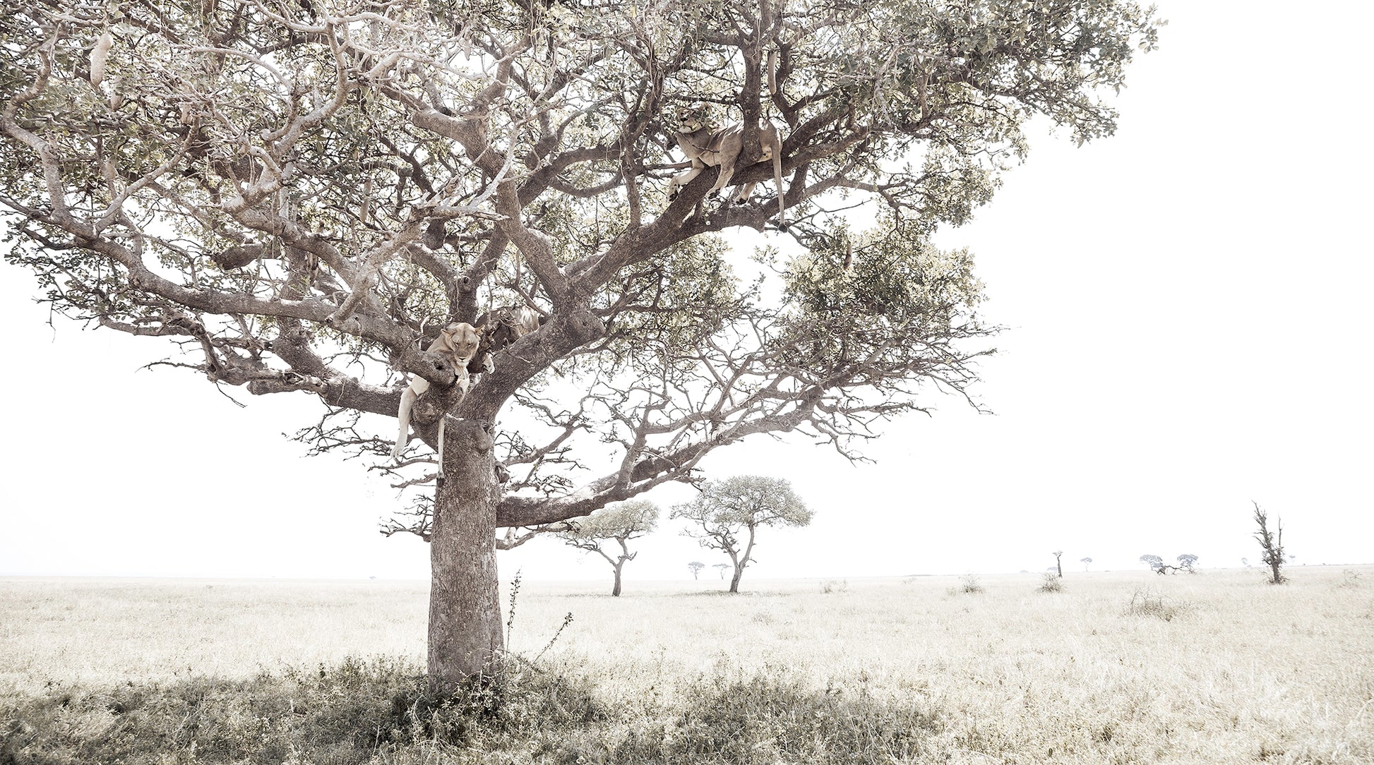 Artwork print of a portrait of a pride of Lions in a tree by Francoise V Fine Art Gallery in Cape Town, South Africa