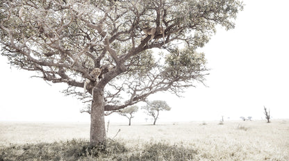 Artwork print of a portrait of a pride of Lions in a tree by Francoise V Fine Art Gallery in Cape Town, South Africa