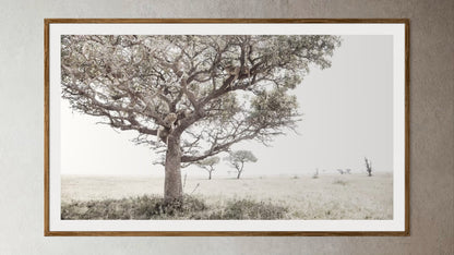 Natural Wood Kiaat framed artwork of a portrait of a pride of Lions in a tree by Francoise V Fine Art Gallery in Cape Town, South Africa