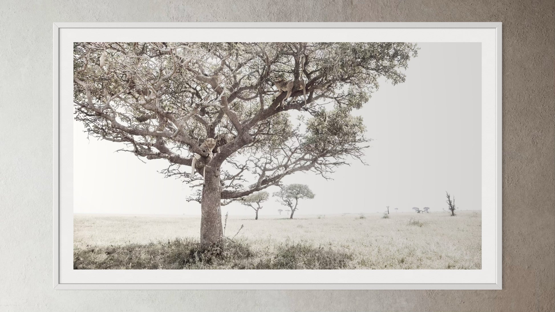 White box-framed artwork print of a portrait of a pride of Lions in a tree by Francoise V Fine Art Gallery in Cape Town, South Africa