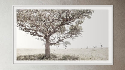White box-framed artwork print of a portrait of a pride of Lions in a tree by Francoise V Fine Art Gallery in Cape Town, South Africa