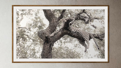 Natural Wood Kiaat framed artwork of a portrait of a leopard in a tree by Francoise V Fine Art Gallery in Cape Town, South Africa
