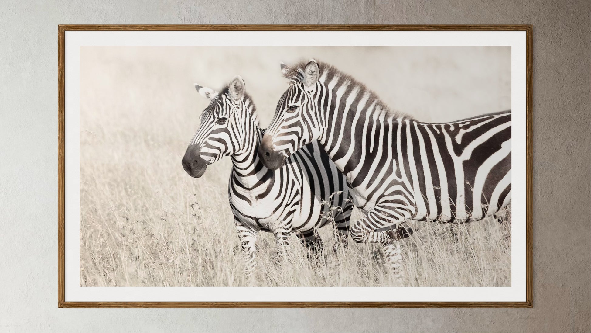 Natural Wood Kiaat framed artwork of a portrait of two Zebras by Francoise V Fine Art Gallery in Cape Town, South Africa