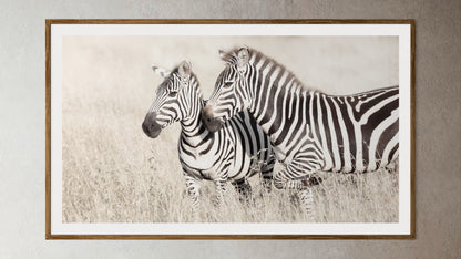 Natural Wood Kiaat framed artwork of a portrait of two Zebras by Francoise V Fine Art Gallery in Cape Town, South Africa