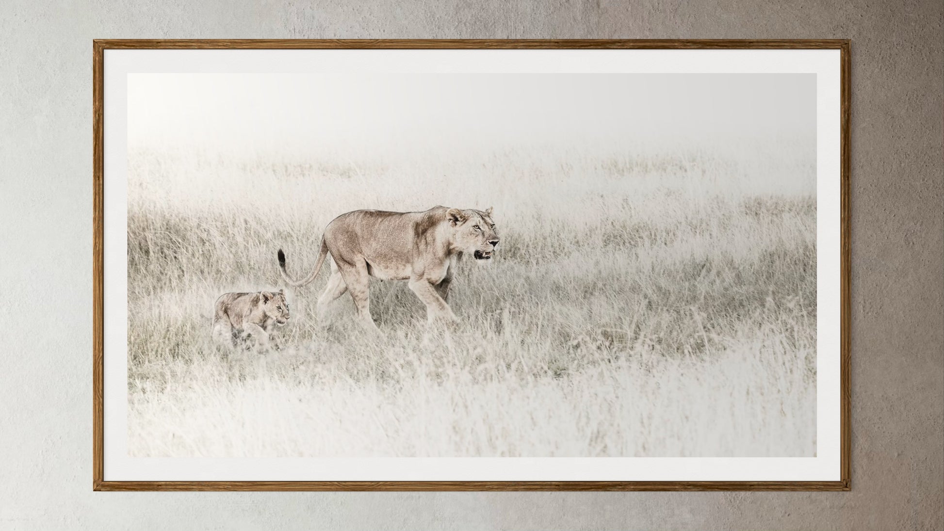 White box-framed artwork print of a portrait of a lioness and her cub by Francoise V Fine Art Gallery in Cape Town, South Africa