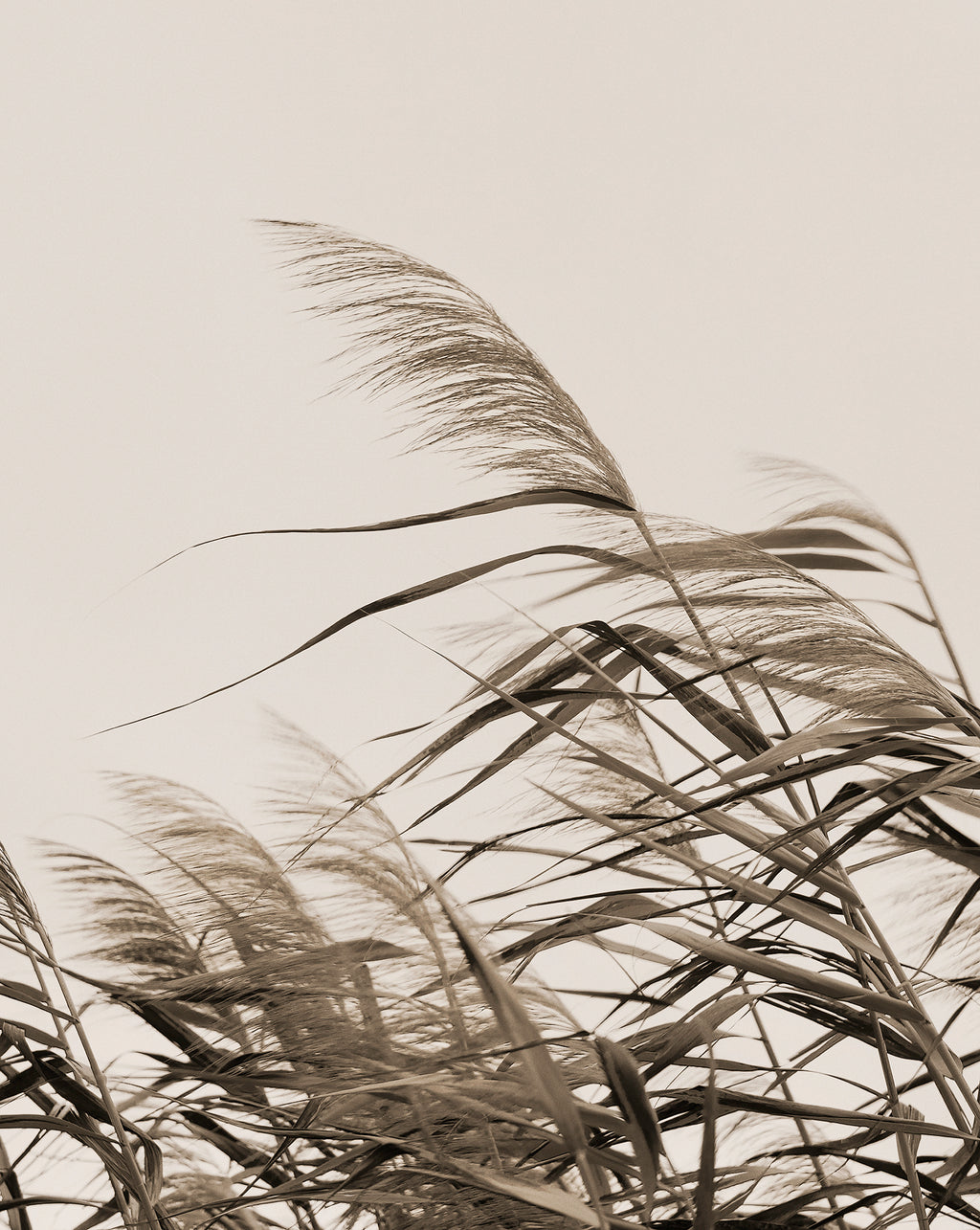 OF THE WIND