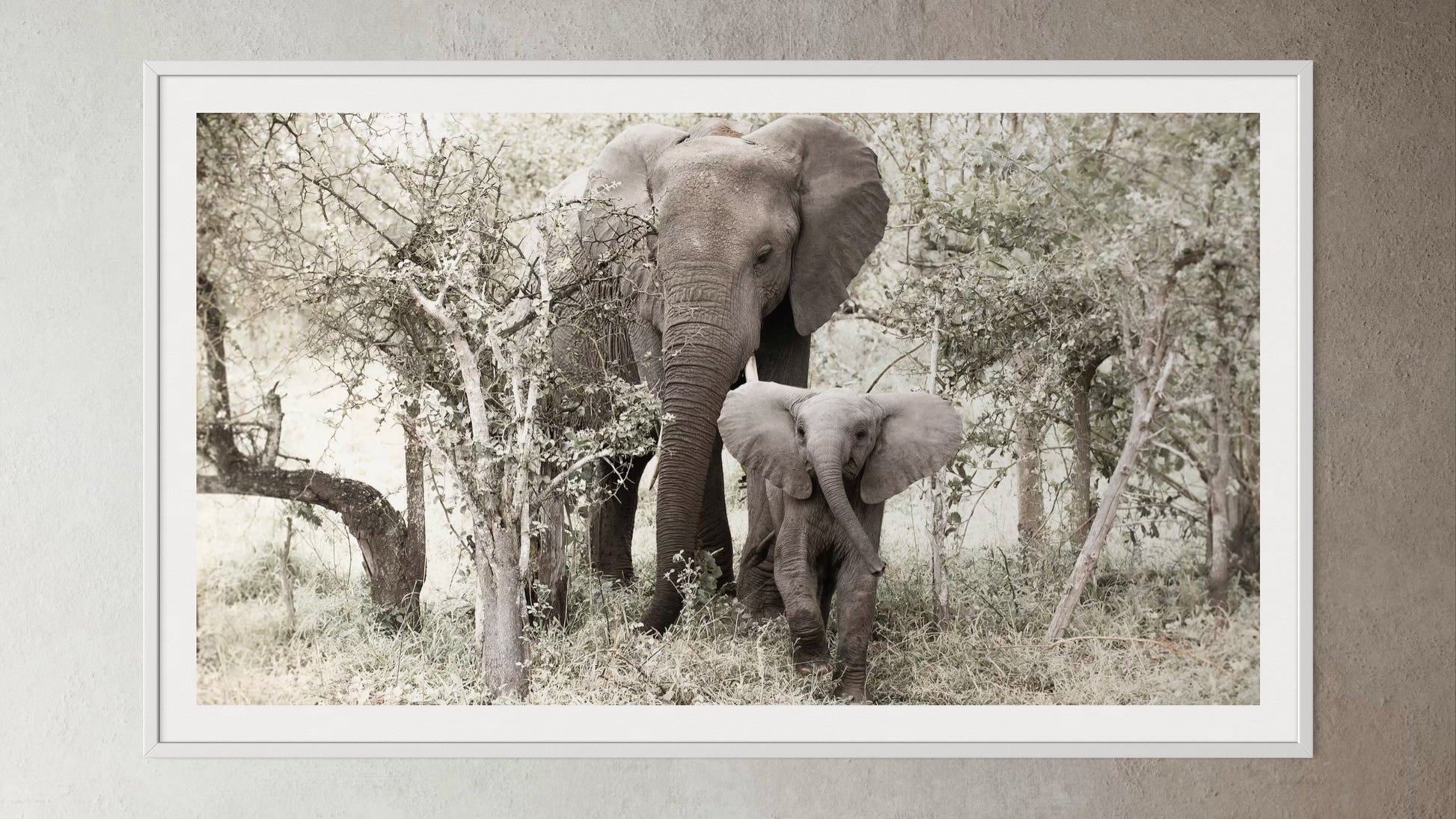 White box-framed artwork print of a portrait of an elephant and her calf by Francoise V Fine Art Gallery in Cape Town, South Africa.