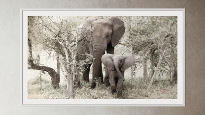 White box-framed artwork print of a portrait of an elephant and her calf by Francoise V Fine Art Gallery in Cape Town, South Africa.