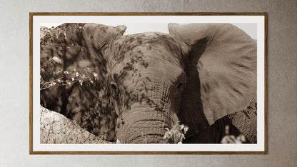 Natural Wood Kiaat framed artwork of a portrait of an elephant by Francoise V Fine Art Gallery in Cape Town, South Africa