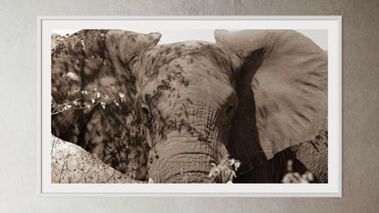 White box-framed artwork print of a portrait of an elephant by Francoise V Fine Art Gallery in Cape Town, South Africa