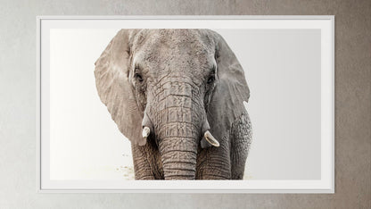 White box-framed artwork print of a portrait of an elephant by Francoise V Fine Art Gallery in Cape Town, South Africa