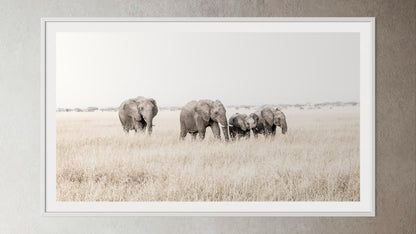 White box-framed artwork print of a portrait of a family of elephants walking through grass by Francoise V Fine Art Gallery in Cape Town, South Africa