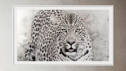 White box-framed artwork print of a portrait of a leopard by Francoise V Fine Art Gallery in Cape Town, South Africa